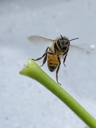 photo of Western Honey Bee (Apis mellifera)