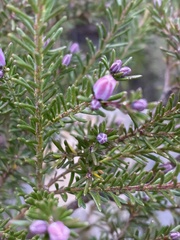 Philotheca salsolifolia