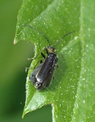 Podabrus rugosulus