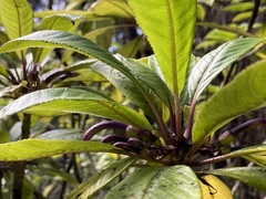 Clermontia parviflora