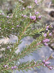 Philotheca salsolifolia