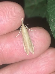 Donacaula sordidellus