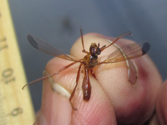 Leptopyrgota