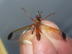 Leptopyrgota