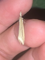 Donacaula sordidellus