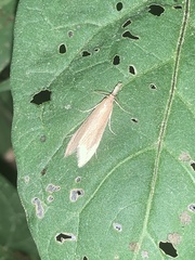 Donacaula sordidellus