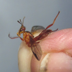 Leptopyrgota