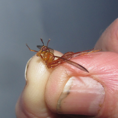 Leptopyrgota