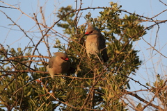 Urocolius macrourus
