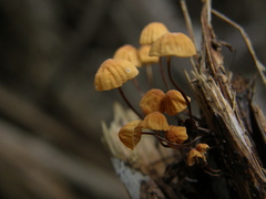 Marasmius croceus