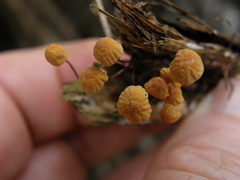 Marasmius croceus