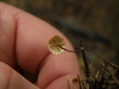Marasmius croceus