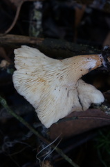 Hohenbuehelia clelandii