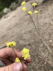 Eriogonum nudum westonii