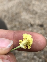Eriogonum nudum westonii