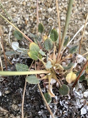 Eriogonum nudum westonii