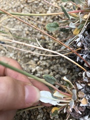 Eriogonum nudum westonii