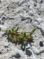 Nitrophila mohavensis