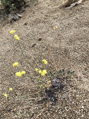 Eriogonum nudum westonii