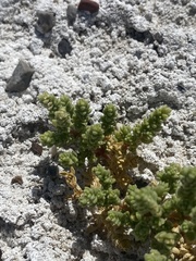 Nitrophila mohavensis