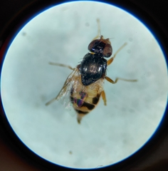 Diptera