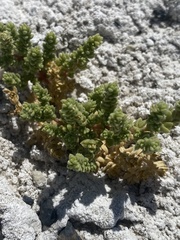 Nitrophila mohavensis