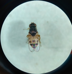 Diptera