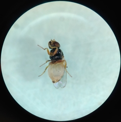 Diptera