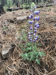 Lupinus neomexicanus
