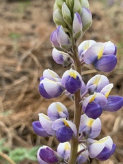Lupinus neomexicanus