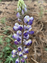 Lupinus neomexicanus