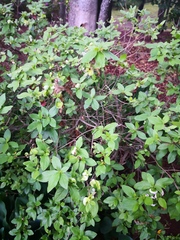 Exobasidium rhododendri