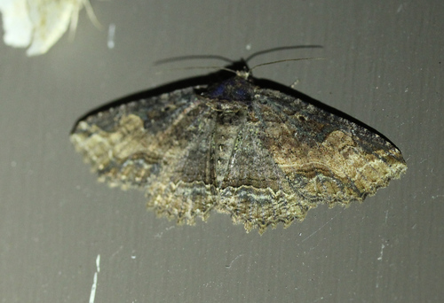 Colorful and Clandestine Zale Moths photo 6