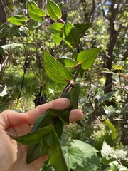 Kadua centranthoides
