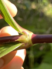 Kadua centranthoides