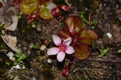 Drosera tubaestylis