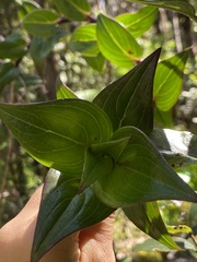 Kadua centranthoides