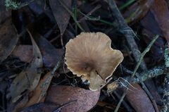 Hohenbuehelia clelandii