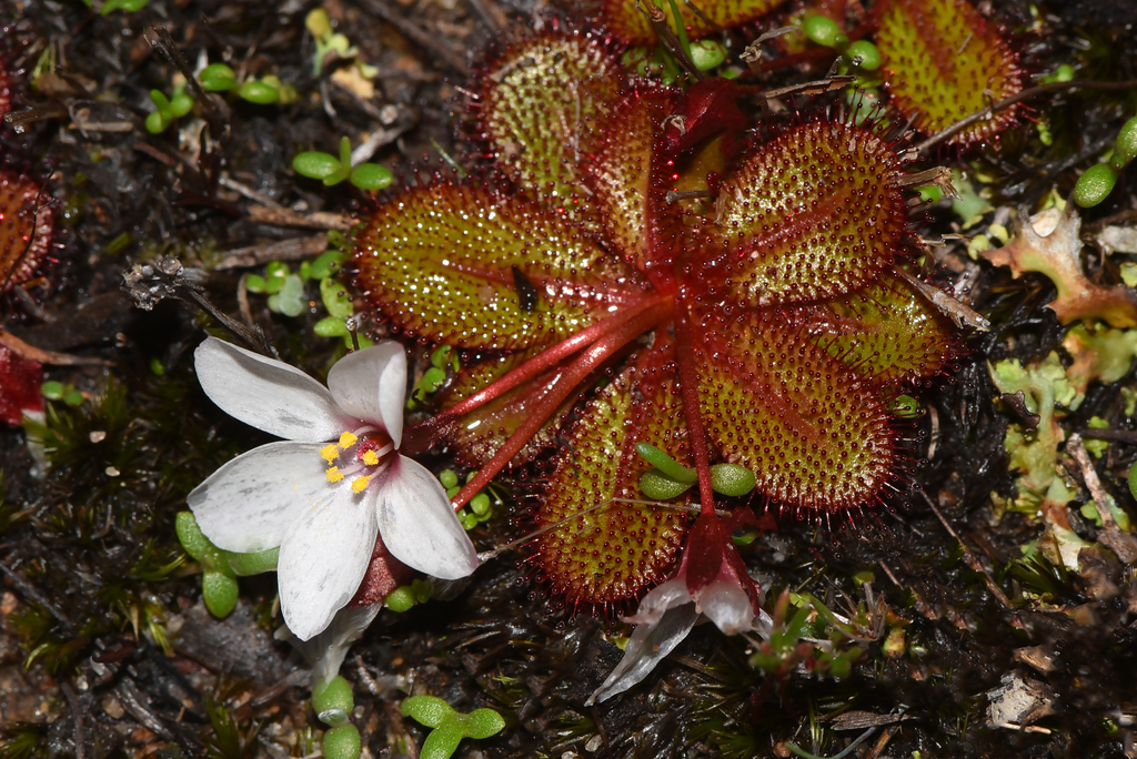 Drosera tubaestylis