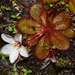Drosera tubaestylis - Photo (c) Jean Hort, some rights reserved (CC BY-NC), uploaded by Jean Hort