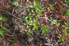 Centipeda minima minima