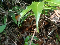 Hypolycaena thecloides