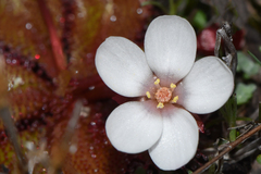 Drosera tubaestylis