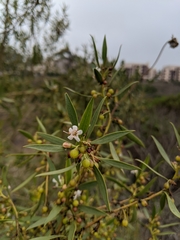 Myoporum acuminatum