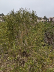 Myoporum acuminatum