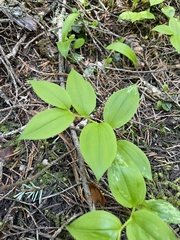 Streptopus streptopoides