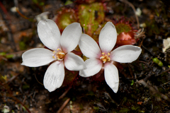 Drosera tubaestylis