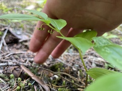 Streptopus streptopoides