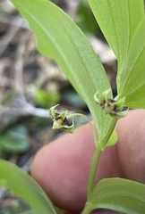 Streptopus streptopoides