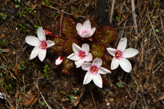 Drosera tubaestylis